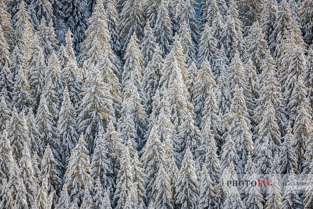 Snow covered pines in the Cansiglio forest, Veneto, Italy, Europe