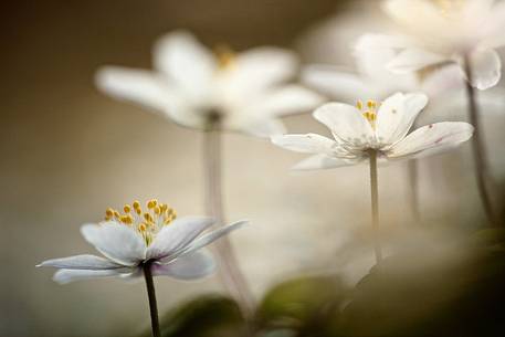 Wood anemones (Anemone nemorosa)