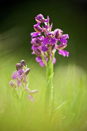 Green-winged orchid