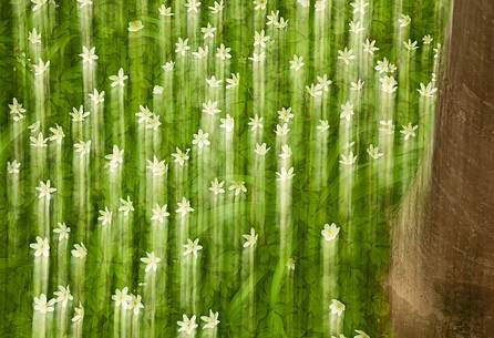 Wood anemones (Anemone nemorosa) in bloom