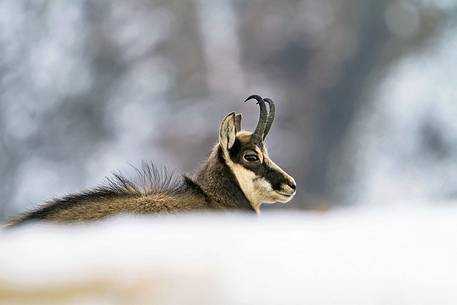 Alpine chamois (Rupicapra rupicapra) in its winter coat