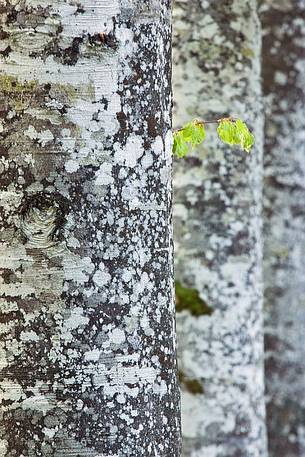 Beech trees (Fagus sylvatica)