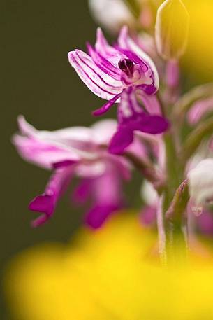 Military Orchid (Orchis militaris)