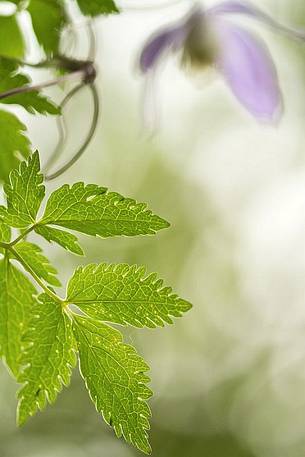 Austrian clematis (Clematis alpina)