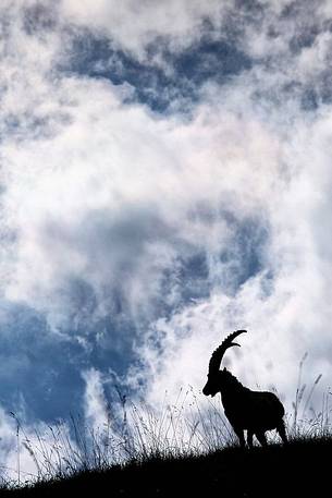 Adult male Alpine ibex in backlit among clouds