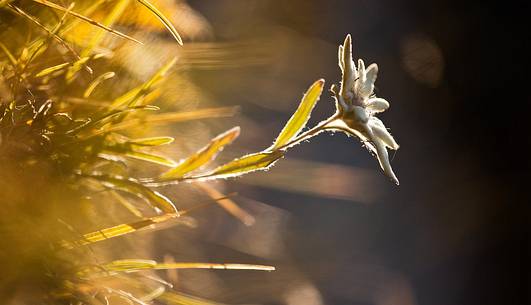 Backlit edelweiss (Leontopodium alpinum)