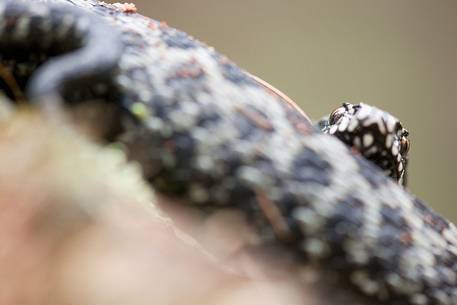 European adder (Vipera berus)