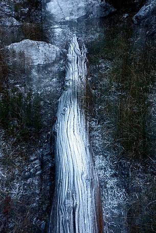 Dead larch tree in the frost