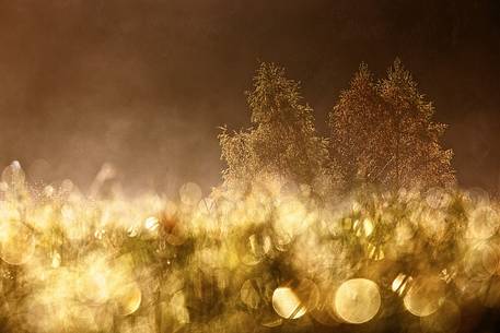 Meadow at sunrise