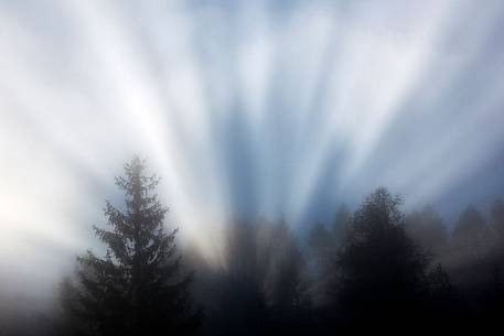 Rays of light in the Larches Forest of Vajont