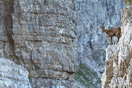 Alpine ibex (Capra ibex) on Forcella Brica