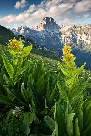 Gentian's (Gentiana lutea) flowering Mount Buscada with Duranno mount in the background