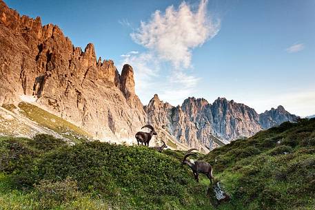 The ibex at sunrise in  Val di Suola and the Torrione Comici in the Pramaggiore mountain group