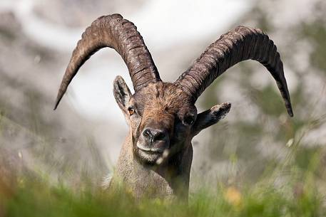 Alpine ibex (Capra ibex)