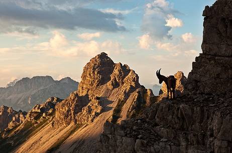 Young Alpine ibex on Forcella Val di Brica