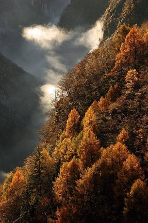 Larche trees in Val Zemola-Zemola Valley in autumn