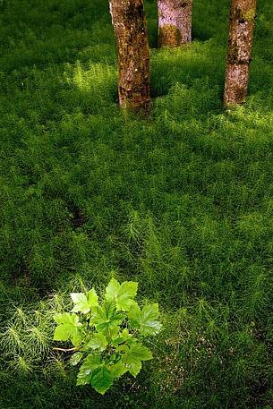 Horsetails in Val Cimoliana near Pordenone Refuge in spring
