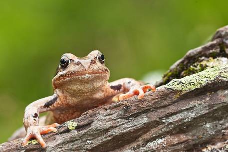 Mountain frog (Rana temporaria)