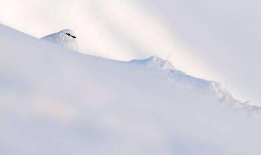 Rock ptarmigan (Lagopus mutus) in the snow