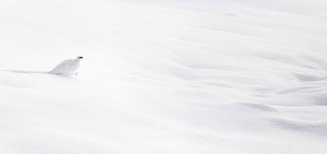 Rock ptarmigan (Lagopus mutus) in the snow