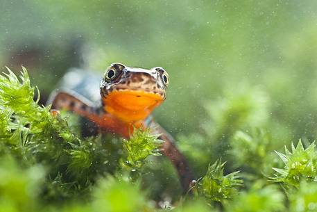 The alpine newt (Triturus alpestris)