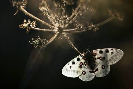 Apollo butterlfy (Parnassius apollo)