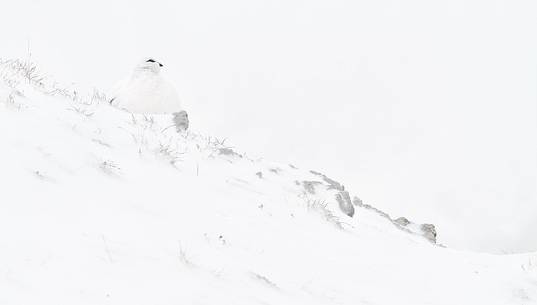 Rock ptarmigan (Lagopus mutus) in the snow