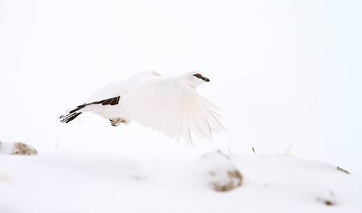 Rock ptarmigan (Lagopus mutus) in the snow