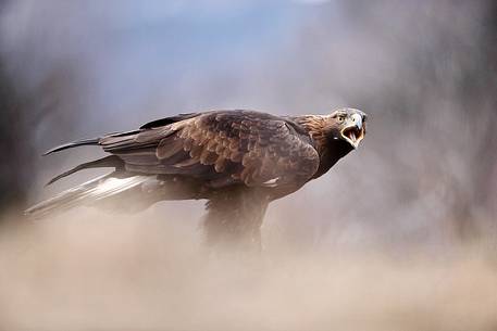 Golden eagle (Aquila chrisaetos)