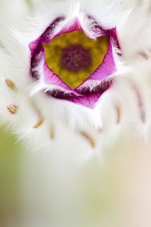 Pasque flower (Pulsatilla montana)