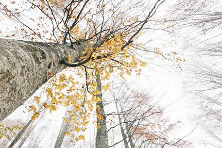 Beech tree (Fagus sylvatica) in the meadows around Casera Podestine in autumn