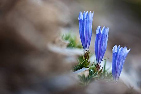 Froelich's gentian (Gentiana froelichii)