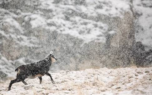 Alpine chamois (Rupicapra rupicapra) in a snowstorm