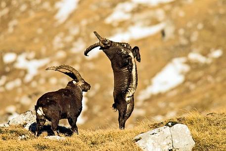 Alpine ibexes (Capra ibex) fighting