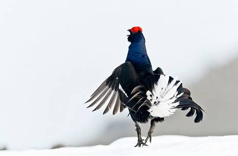 Black grouse (Tetrao tetrix) mating dance