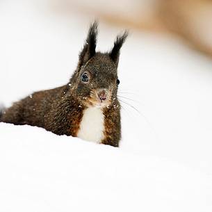 Red squirrel (Sciurus vulgaris) in the snow