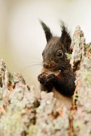 A Red squirrel (Sciurus vulgaris)