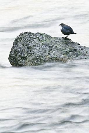A hesitant white-throated dipper (Cinclus cinclus) observes the water of the Cellina as its swirls rapidly towards the valley. A hesitant white-throated dipper (Cinclus cinclus) observes the water of the Cellina as its swirls rapidly towards the valley.