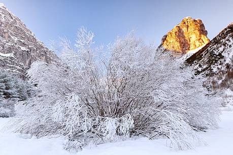 Tree in the snow and Colnudo mount, Cellino