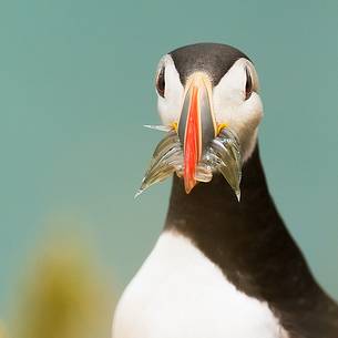 Puffin (Fratercula arctica) with fish on the Vik cliffs