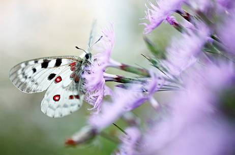 The butterfly queen of the
Alps, Parnassius apollo