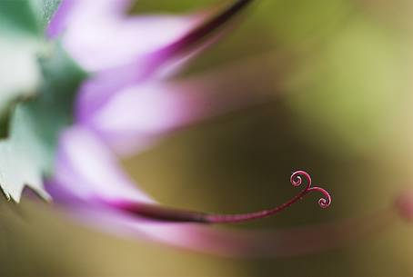 Mountain rock flower