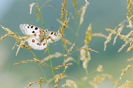 The butterfly queen of the
Alps, Parnassius apollo