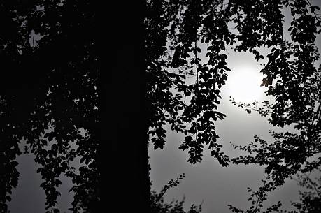 Fullmoon in the birch wood at night