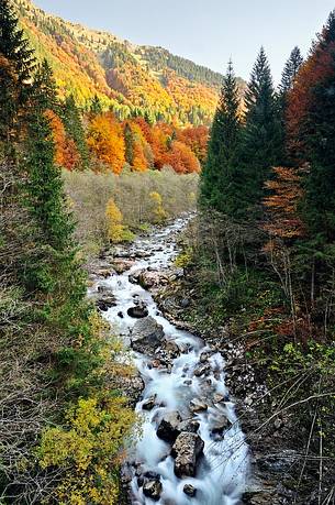 Chiars brook among the beech forest with autumn colors