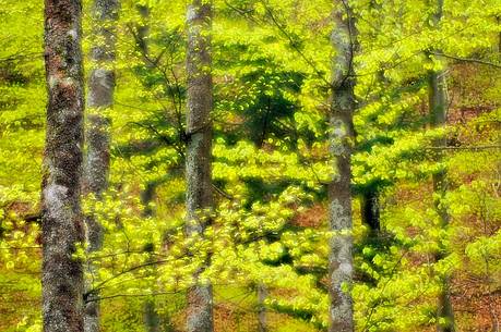 Beech forest in spring