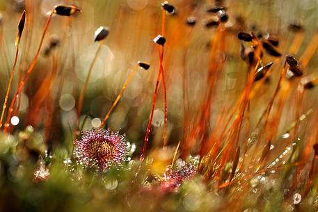 Drosera rotundifolia, one of the common plants of the peat bog