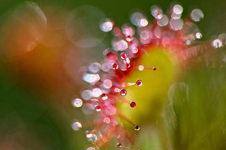 Drosera rotundifolia, one of the common plants of the peat bog