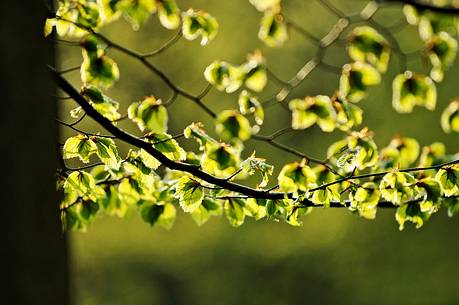 Backlit leaves on the beech forest