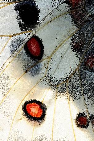 Details on the wings of the butterfly queen of the
Alps, Parnassius apollo